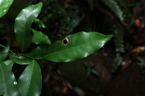 Cryptocarya bidwillii observed 2026-06-22