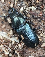 Platycerus