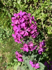 Lunaria