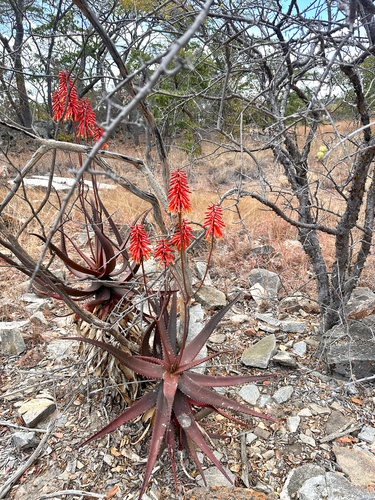 Bonda Ruwari Aloe