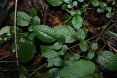 Rubus ellipticus