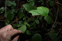 Rubus ellipticus, photograph (c) Greg Tasney, some rights reserved (CC BY-SA)