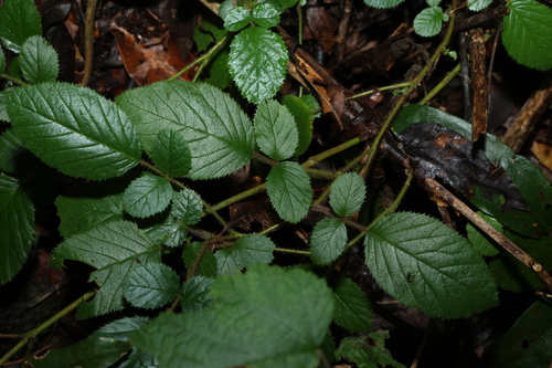 Rubus ellipticus, photograph 1