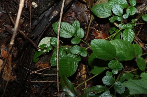 Rubus ellipticus, photograph 3