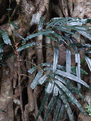 Akania bidwillii, photograph (c) Ruth Palsson, some rights reserved (CC BY-SA)