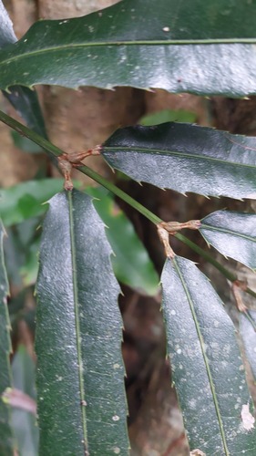 Akania bidwillii, photograph 5