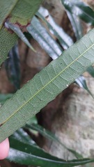 Akania bidwillii, photograph (c) Ruth Palsson, some rights reserved (CC BY-SA)