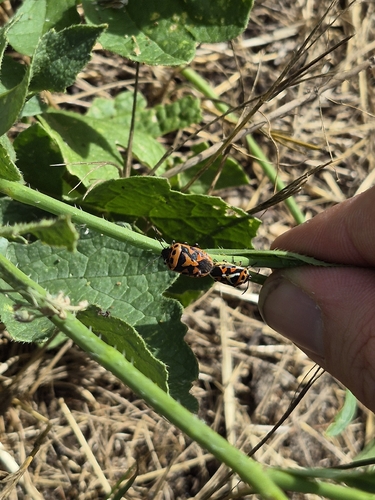 red cabbage bug