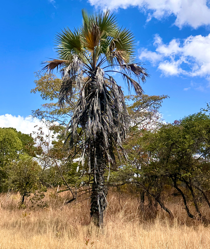 Makalani Palm