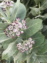 Calotropis procera