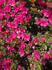 Rhododendron simsii