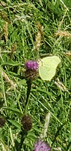 Common Brimstone