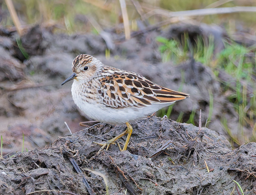 iNaturalist image