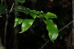 Owenia cepiodora, photograph (c) Greg Tasney, some rights reserved (CC BY-SA)