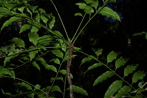 Owenia cepiodora, photograph 3