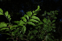 Owenia cepiodora, photograph (c) Greg Tasney, some rights reserved (CC BY-SA)