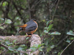 Cossypha dichroa dichroa