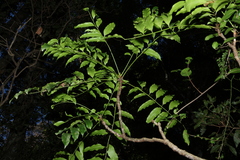 Owenia cepiodora
