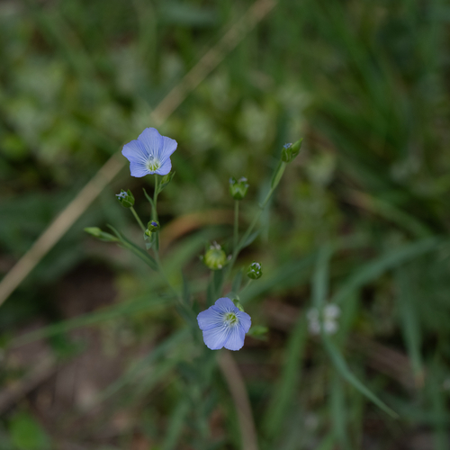 common flax