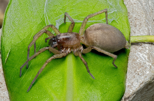 Stone Spiders
