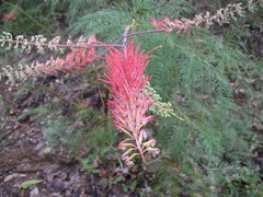 Grevillea dryandri