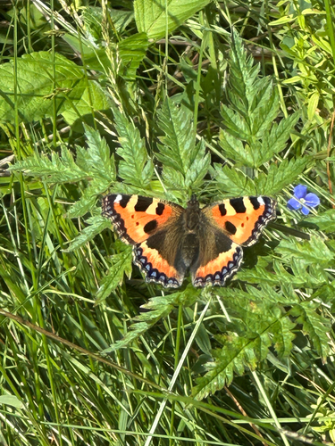 Small Tortoiseshell