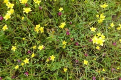 Trifolium depauperatum