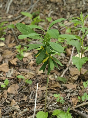 Daphne pseudomezereum observed 2026-06-22