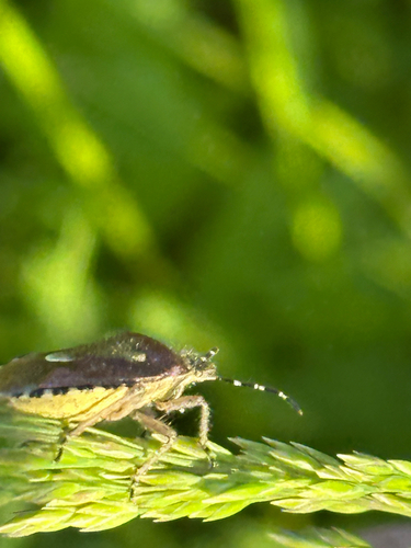 Sloe Bug