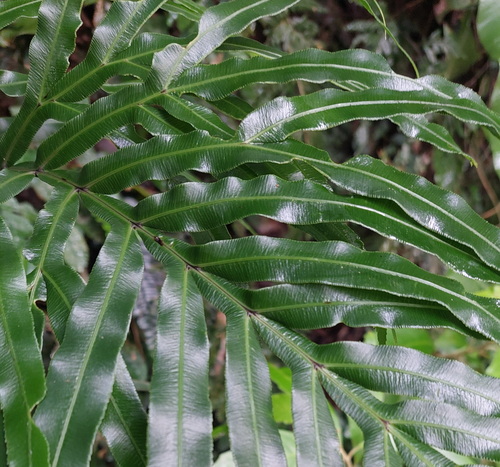 Pteris umbrosa, photograph 5