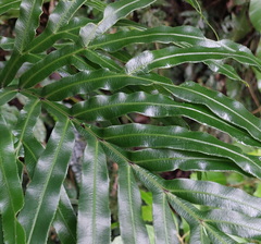 Pteris umbrosa, photograph (c) Ruth Palsson, some rights reserved (CC BY-SA)