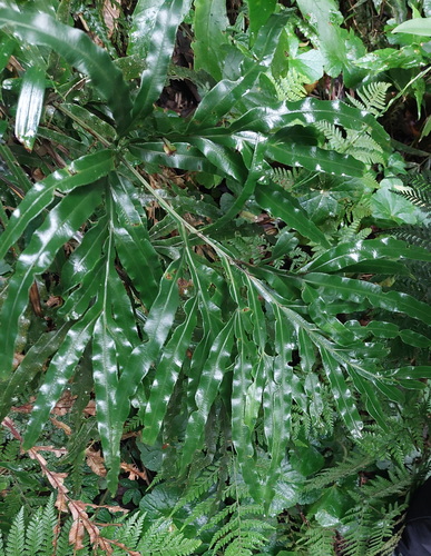 Pteris umbrosa, photograph 1