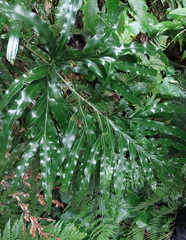 Pteris umbrosa, photograph (c) Ruth Palsson, some rights reserved (CC BY-SA)