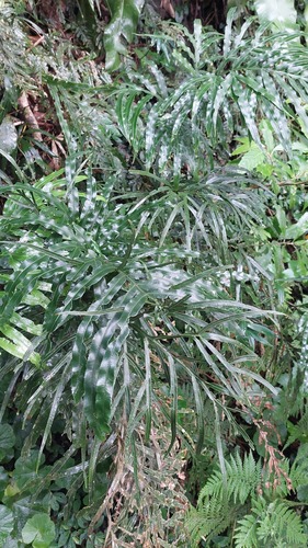 Pteris umbrosa, photograph 3