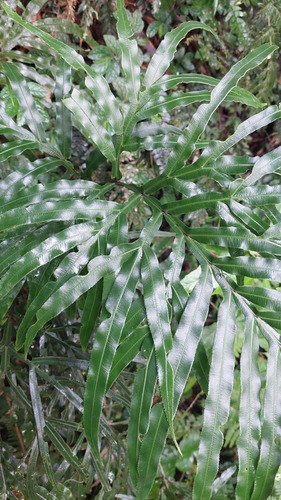 Pteris umbrosa, photograph 4