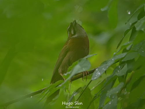 Meadow Bunting