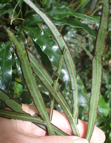 Pteris umbrosa, photograph 2