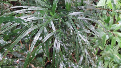 Pteris umbrosa, photograph 6