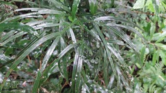 Pteris umbrosa, photograph (c) Ruth Palsson, some rights reserved (CC BY-SA)