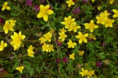 Trifolium depauperatum