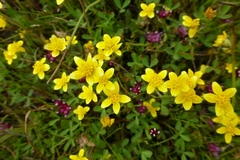 Trifolium depauperatum