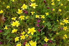 Trifolium depauperatum