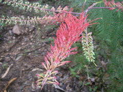 Grevillea dryandri