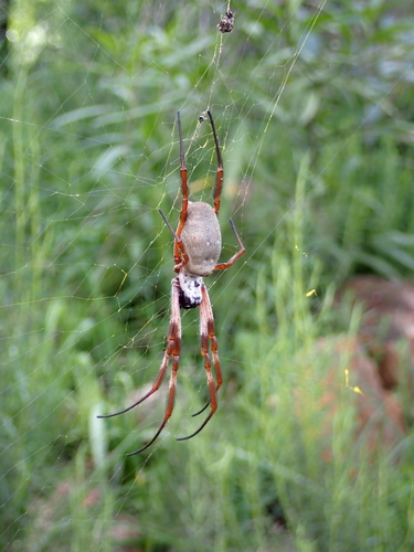 Australian Golden Orbweaver