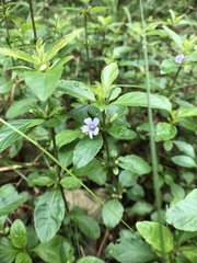 Dyschoriste humistrata