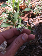 Antennaria plantaginifolia