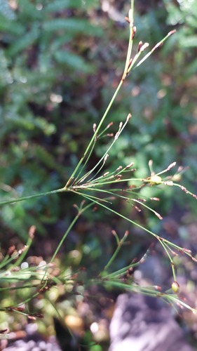 Exocarya sclerioides observed 2026-06-22