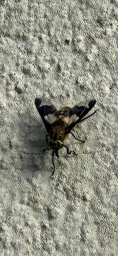 Splayed Deer Fly