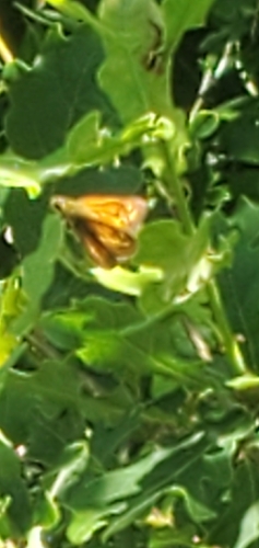Large Skipper