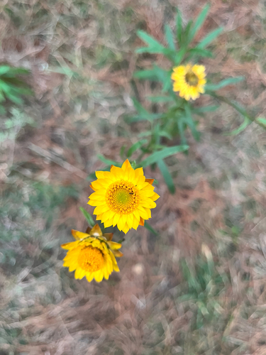 Golden Everlasting